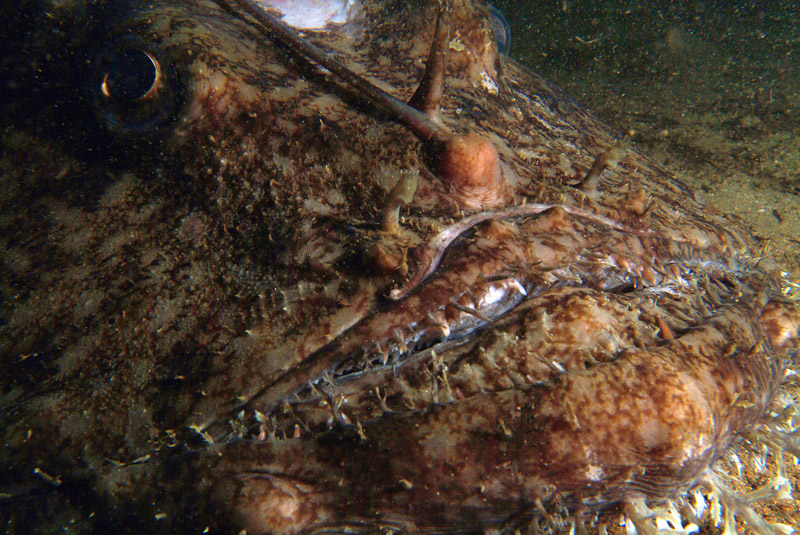 Lophius piscatorius 